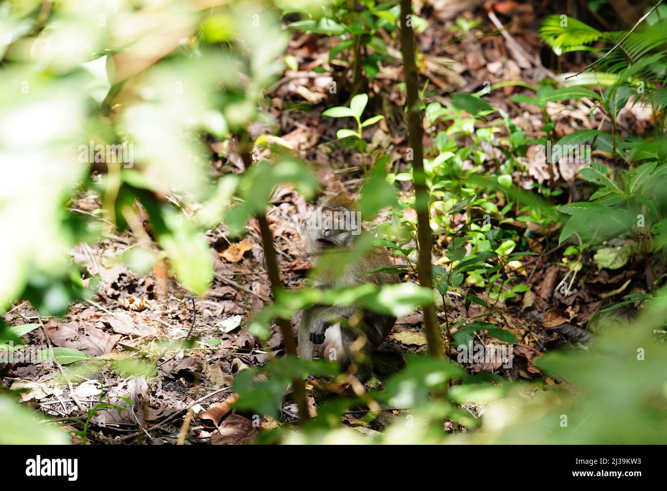Makaken im Regenwald in Langkawi, Malaysia Stockfoto
