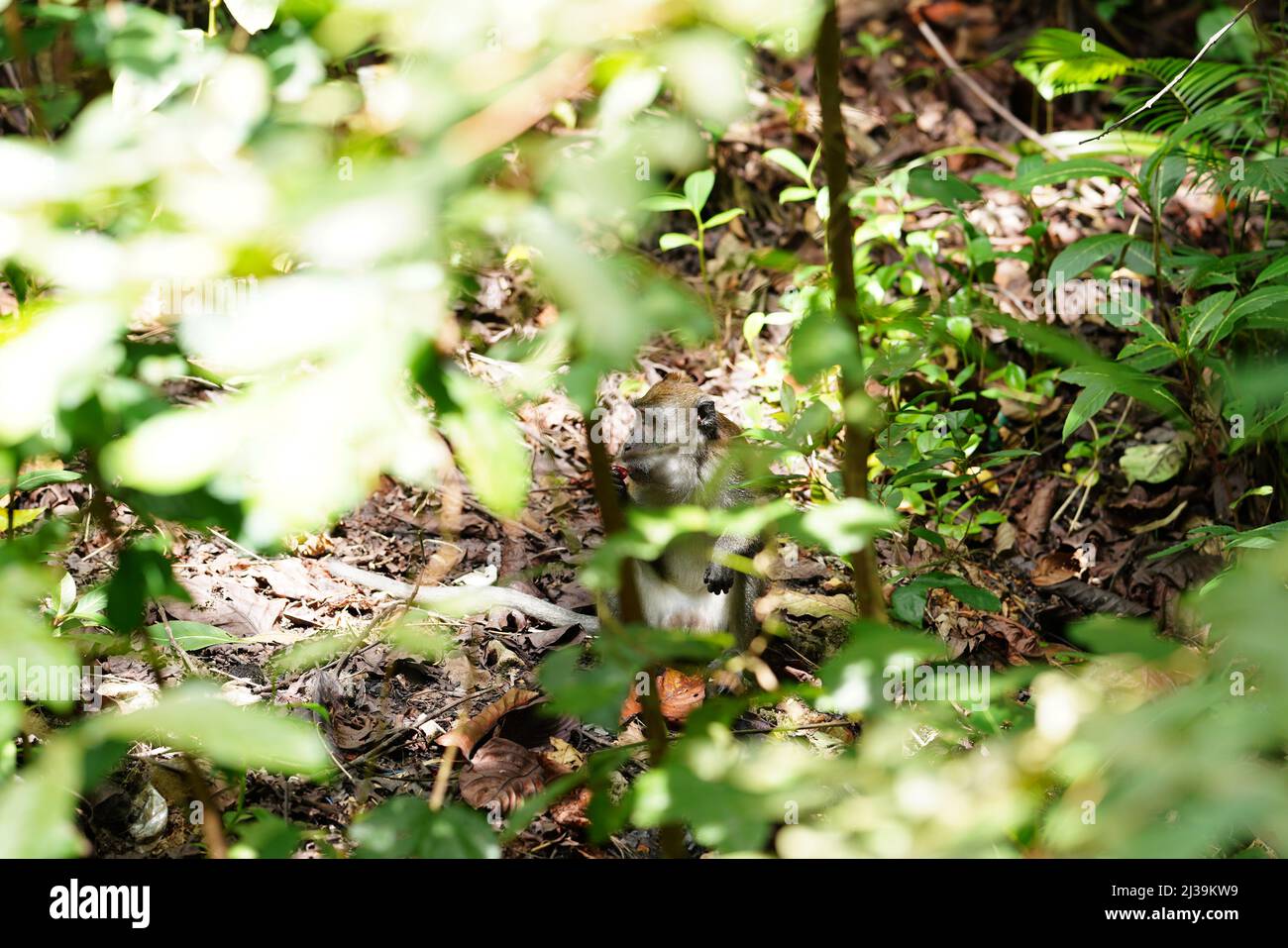 Makaken im Regenwald in Langkawi, Malaysia Stockfoto