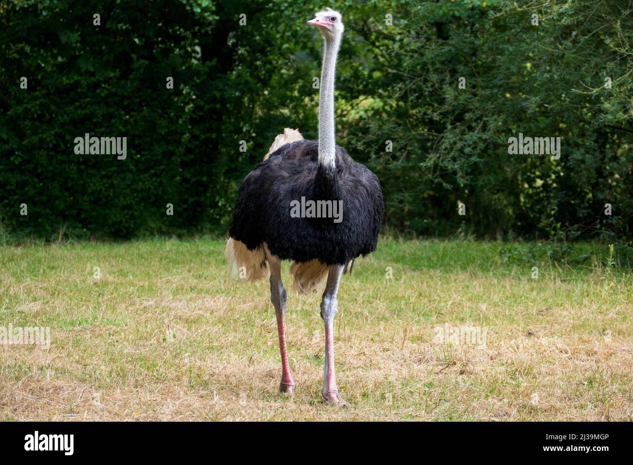 Afrikanischer Strauß mit suchendem Blick Stockfoto