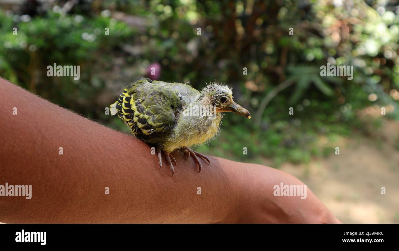 Ein verwaister Vogel, der auf einem Handgelenk einer Frau sitzt und auf die Kamera starrt Stockfoto