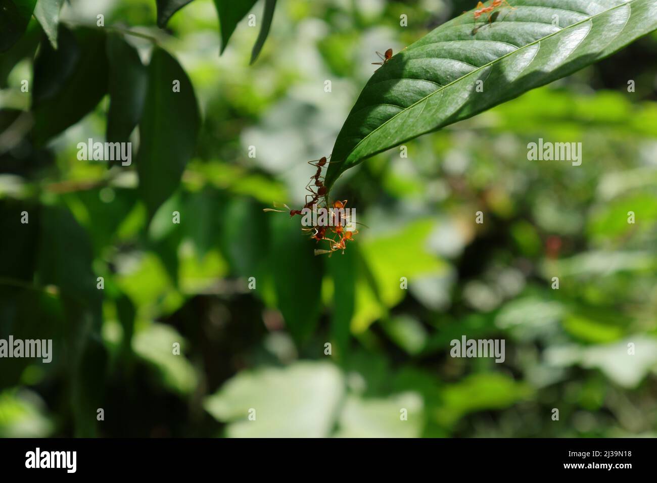 Aktion von wenigen roten Ameisen versuchen, ein großes Blatt zu biegen, während am Ende der Blattspitze Stockfoto