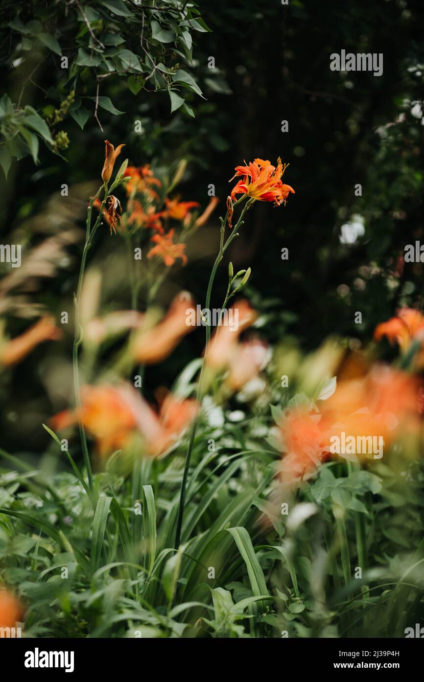 Große Aufnahme von orangen Taglilien draußen im Hinterhof im Sommer Stockfoto