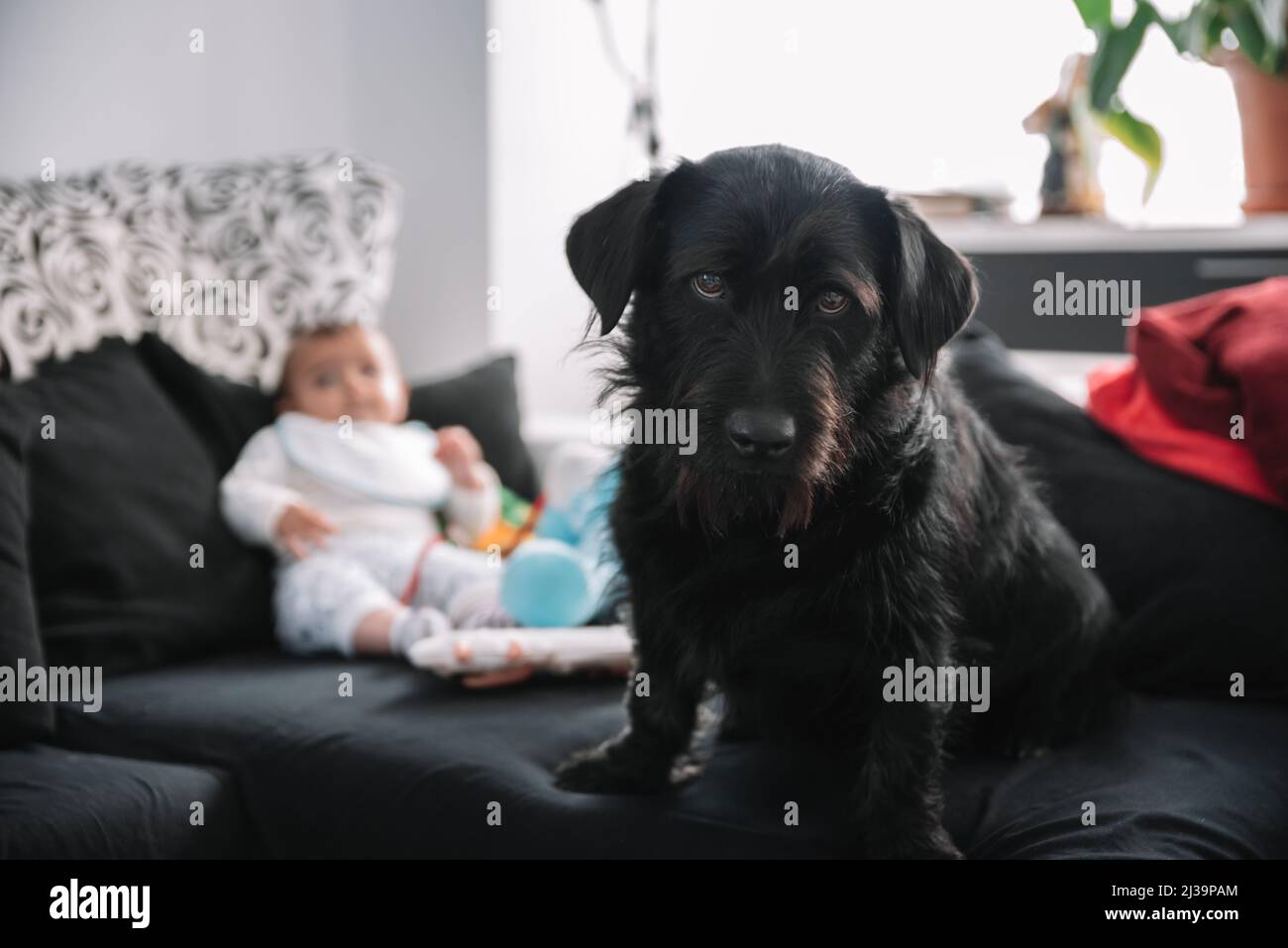 Portrait von Labrador und Teckel mixen Hund. Baby, das hinter sich spielt. Stockfoto