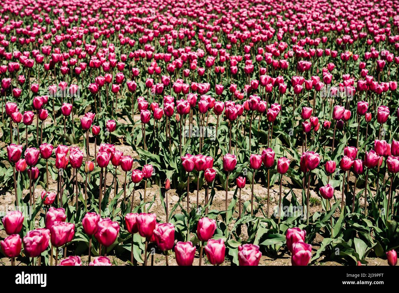 Feld der rosa Tulpen beim berühmten Tulpenfest im Skagit Valley Stockfoto