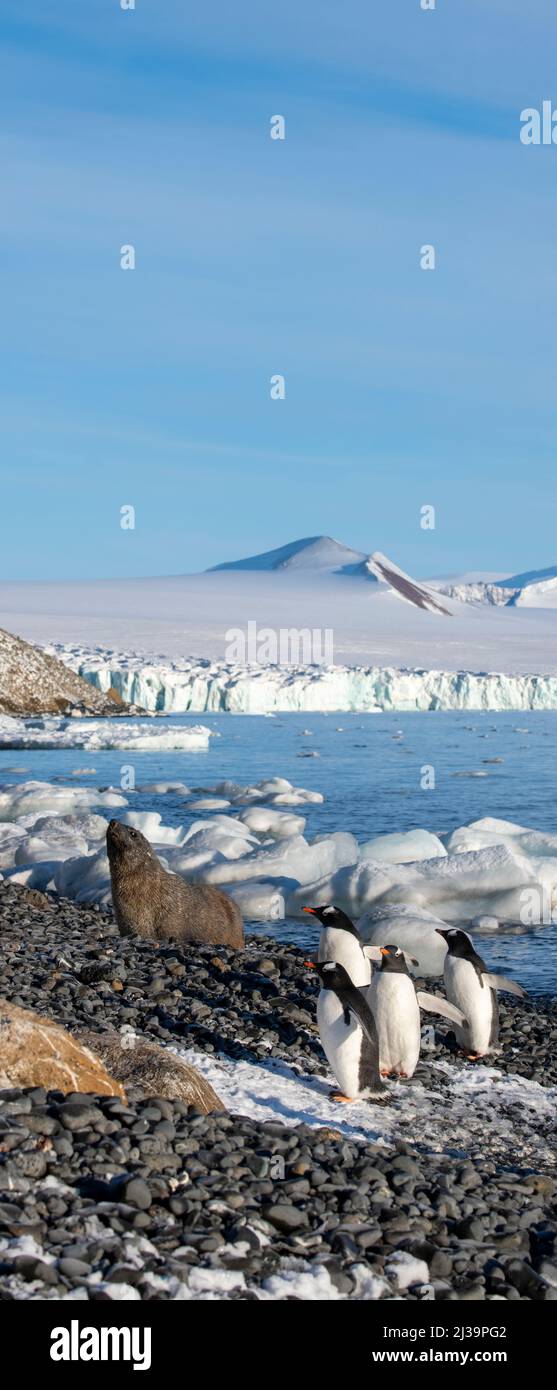 Antarktis, Antarktis, Tabarin-Halbinsel, Brown Bluff. Antarktische Pelzrobbe (Arctocephalus gazella) und Gentoo-Pinguine (Pygoscelis papua) Stockfoto