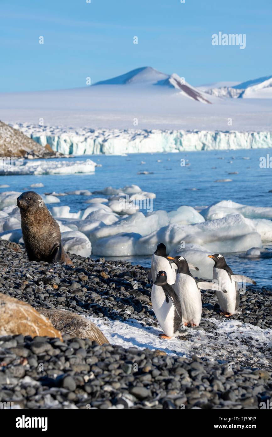 Antarktis, Antarktis, Tabarin-Halbinsel, Brown Bluff. Antarktische Pelzrobbe (Arctocephalus gazella) und Gentoo-Pinguine (Pygoscelis papua) Stockfoto