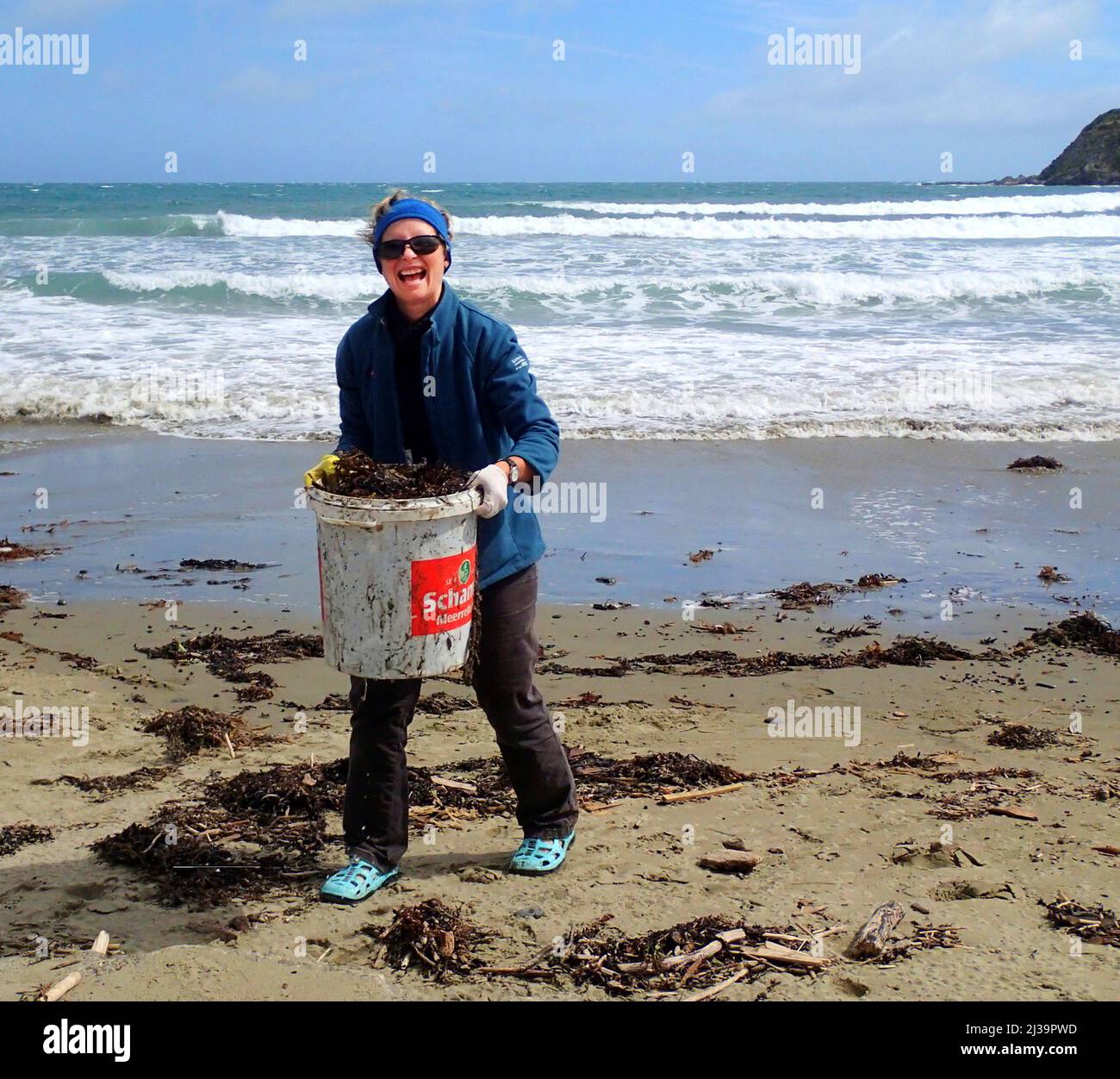 AN einem neuseeländischen Strand sammelt eine glückliche Frau einen großen Eimer Seegras für den Garten Stockfoto