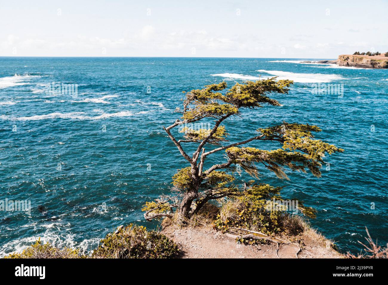 Windgeblasener Baum am Cape Flattery in Washington Stockfoto