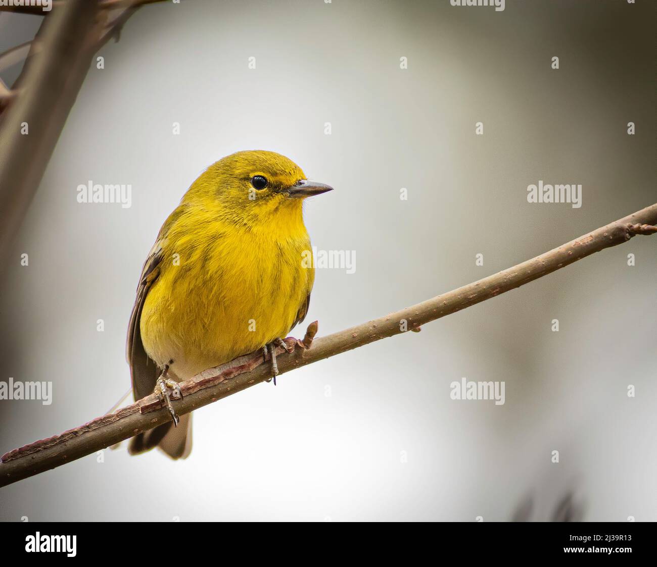 Ein Tannenrohrsänger, der auf einem Baumglied thront. Stockfoto