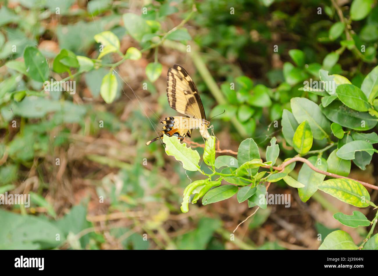 Schmetterling In Limette Stockfoto