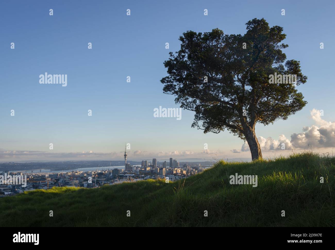 Blick auf die Stadt Auckland vom Gipfel des Mount Eden mit dem Pohutukawa-Baum auf dem Hügel. Stockfoto