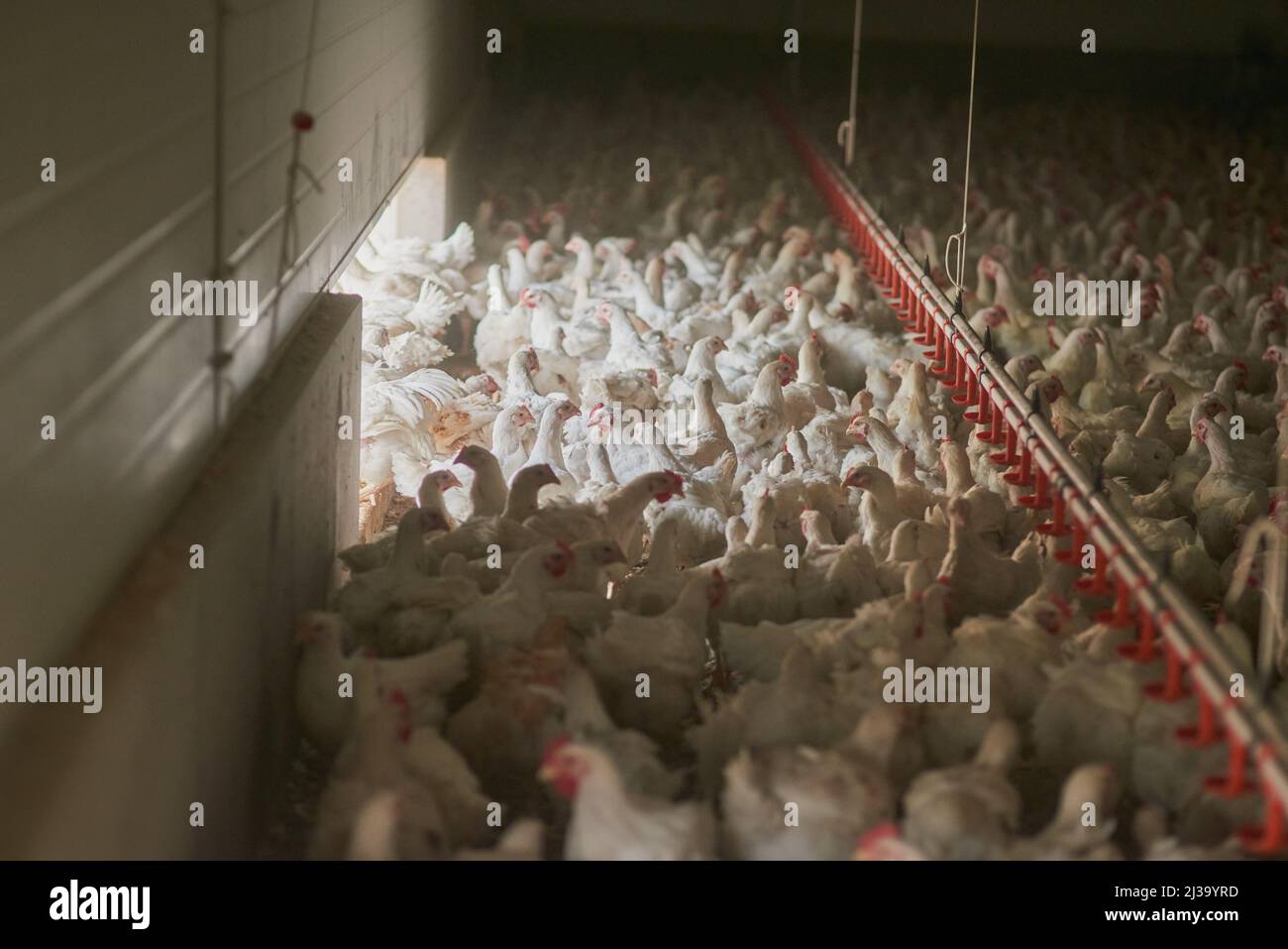 Wie soll ich mich hier wohl bewegen? Aufnahme einer großen Herde Hühnerhennen in einem großen Lagerhaus auf einer Farm. Stockfoto