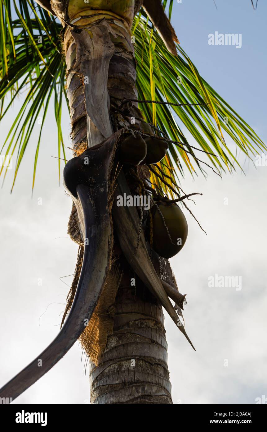 Fallendes Blatt Der Kokosnusspalme Stockfoto
