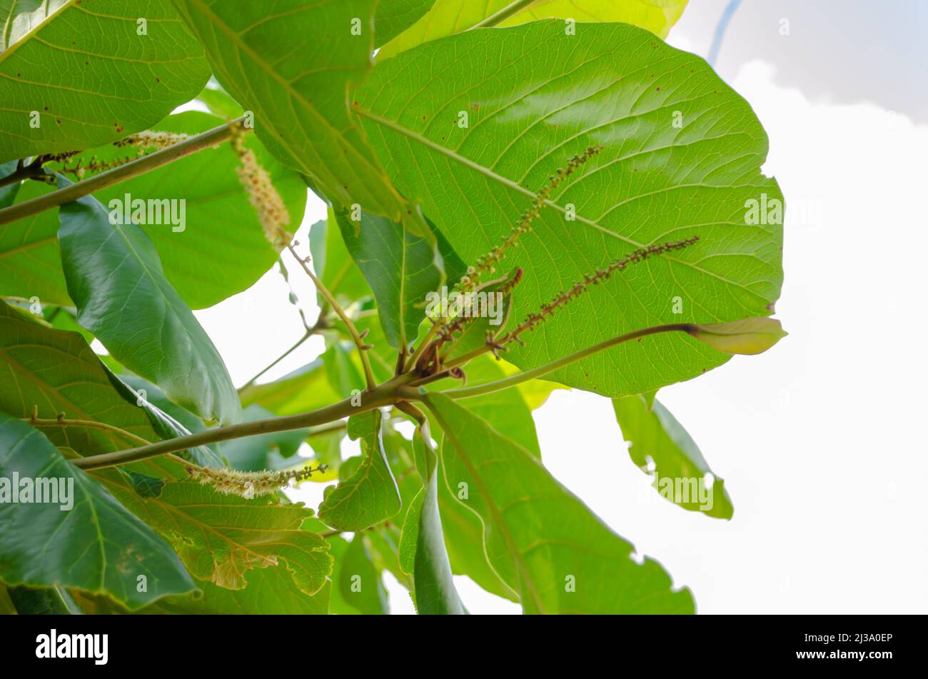 Blüten Von Terminalia Catappa (Mandel) Stockfoto