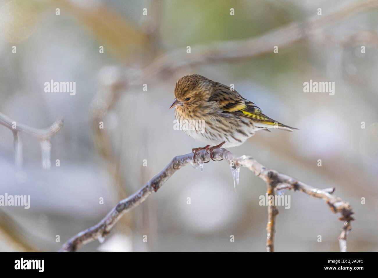 Pine Siskin, Spinus pinus, nach einem eisigen Regen in Michigan, USA Stockfoto