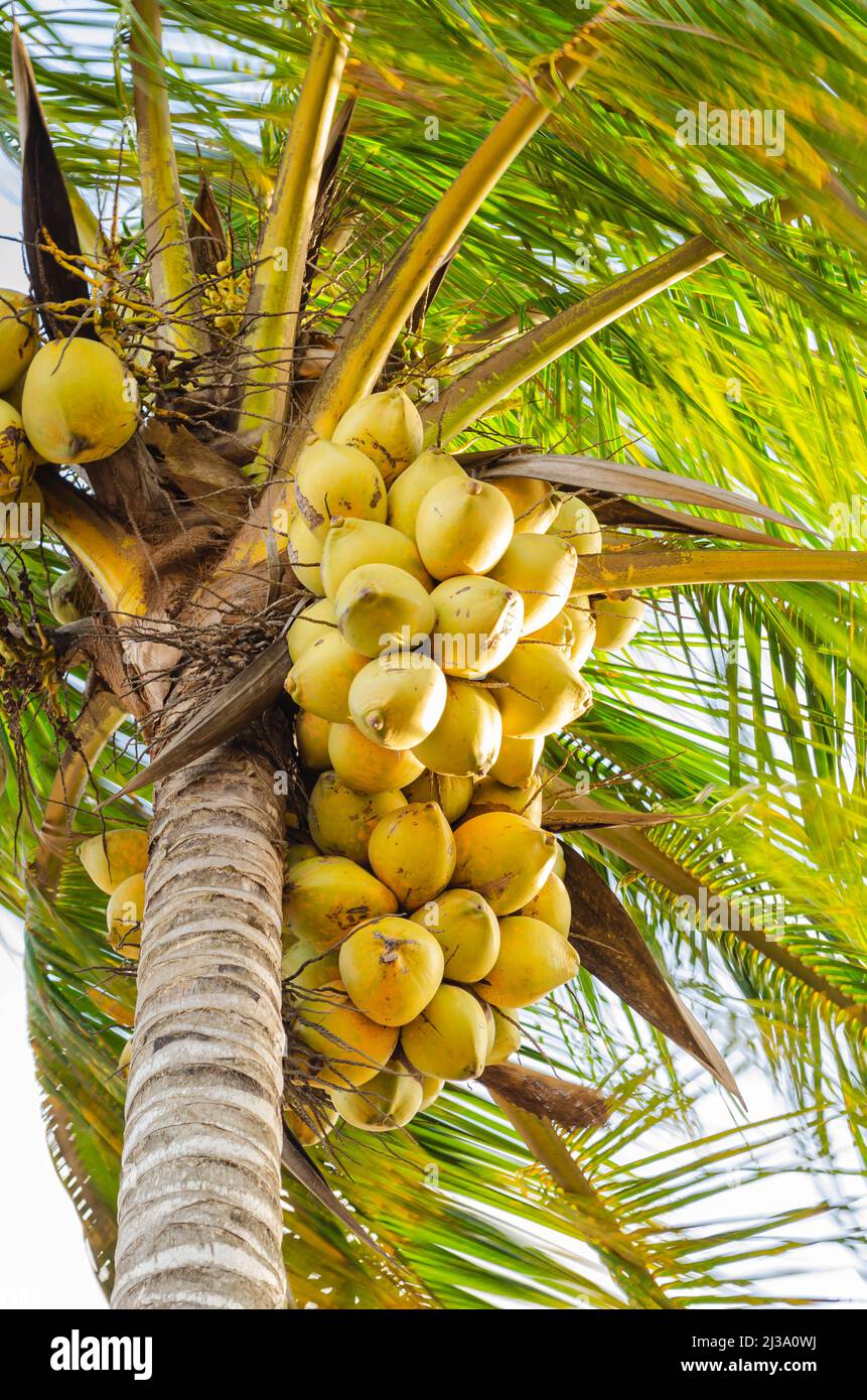 Bunte gelbe Kokosnüsse Stockfoto