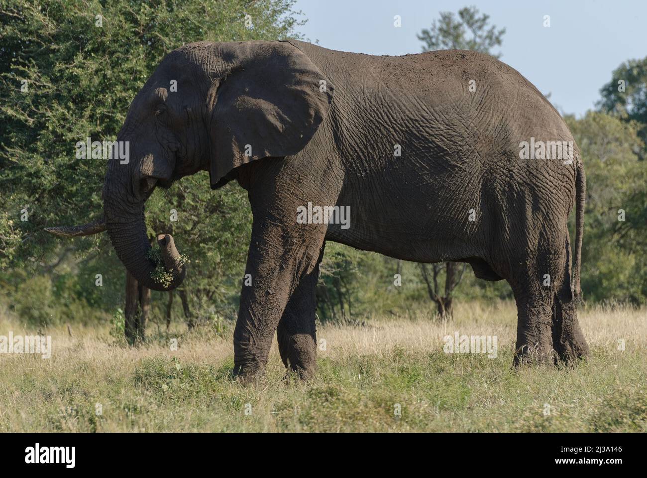 Ein großer afrikanischer Elefant mit Stoßzähnen, unterwegs im Krüger National Park, Südafrika Stockfoto