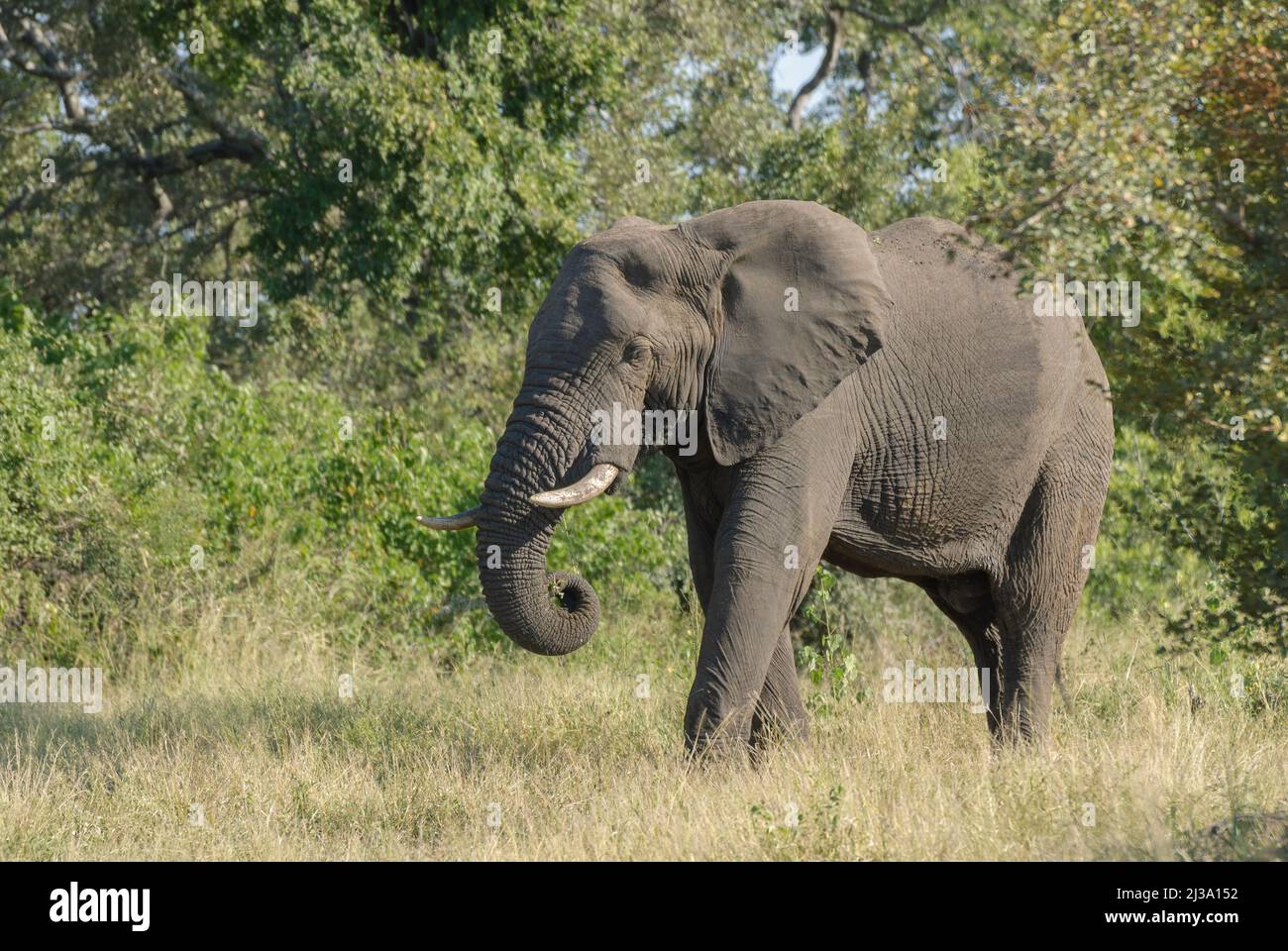 Ein großer afrikanischer Elefant mit Stoßzähnen, unterwegs im Krüger National Park, Südafrika Stockfoto