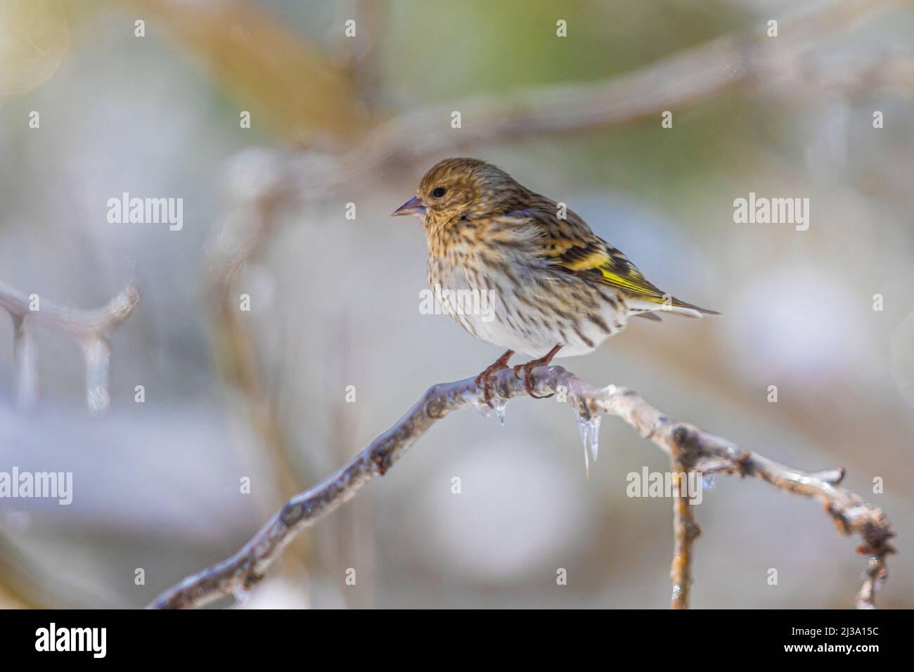 Pine Siskin, Spinus pinus, nach einem eisigen Regen in Michigan, USA Stockfoto