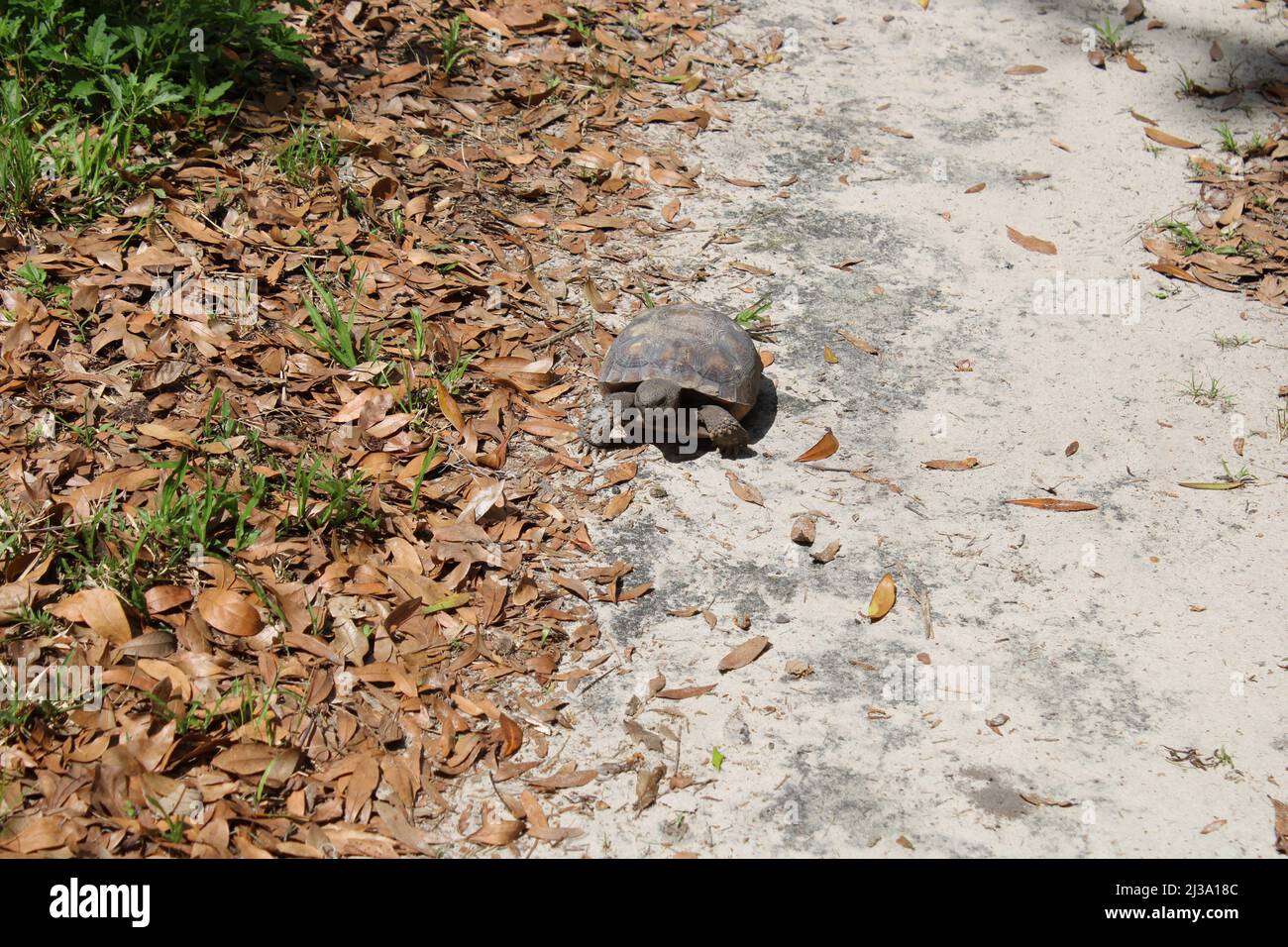 Gopher Turtle machen Sie einen Spaziergang Stockfoto