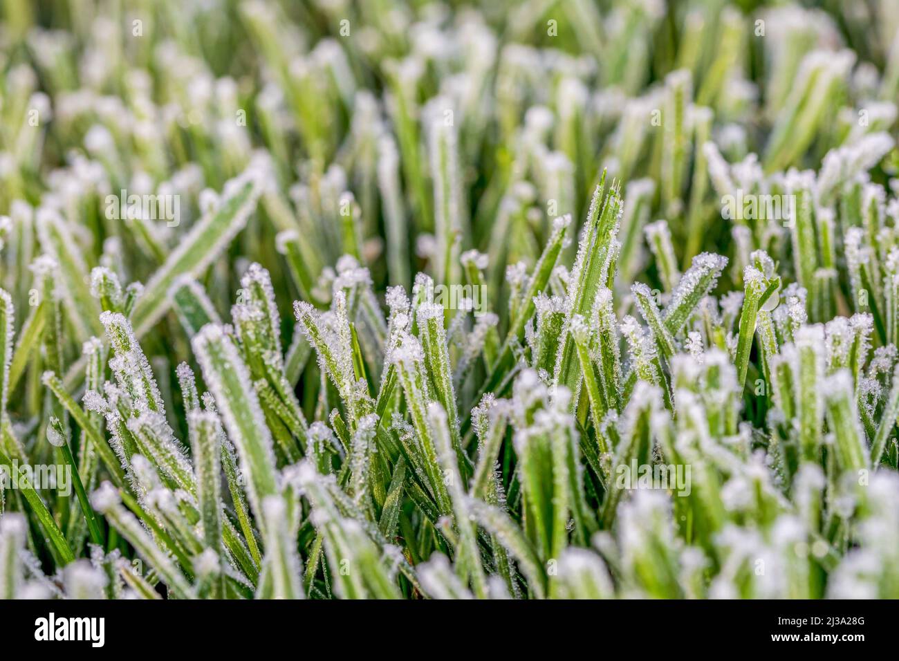 Gras bedeckt mit Frost im frühen Frühjahr. Rasenpflege, Landschaftsbau und Wetterkonzept. Stockfoto
