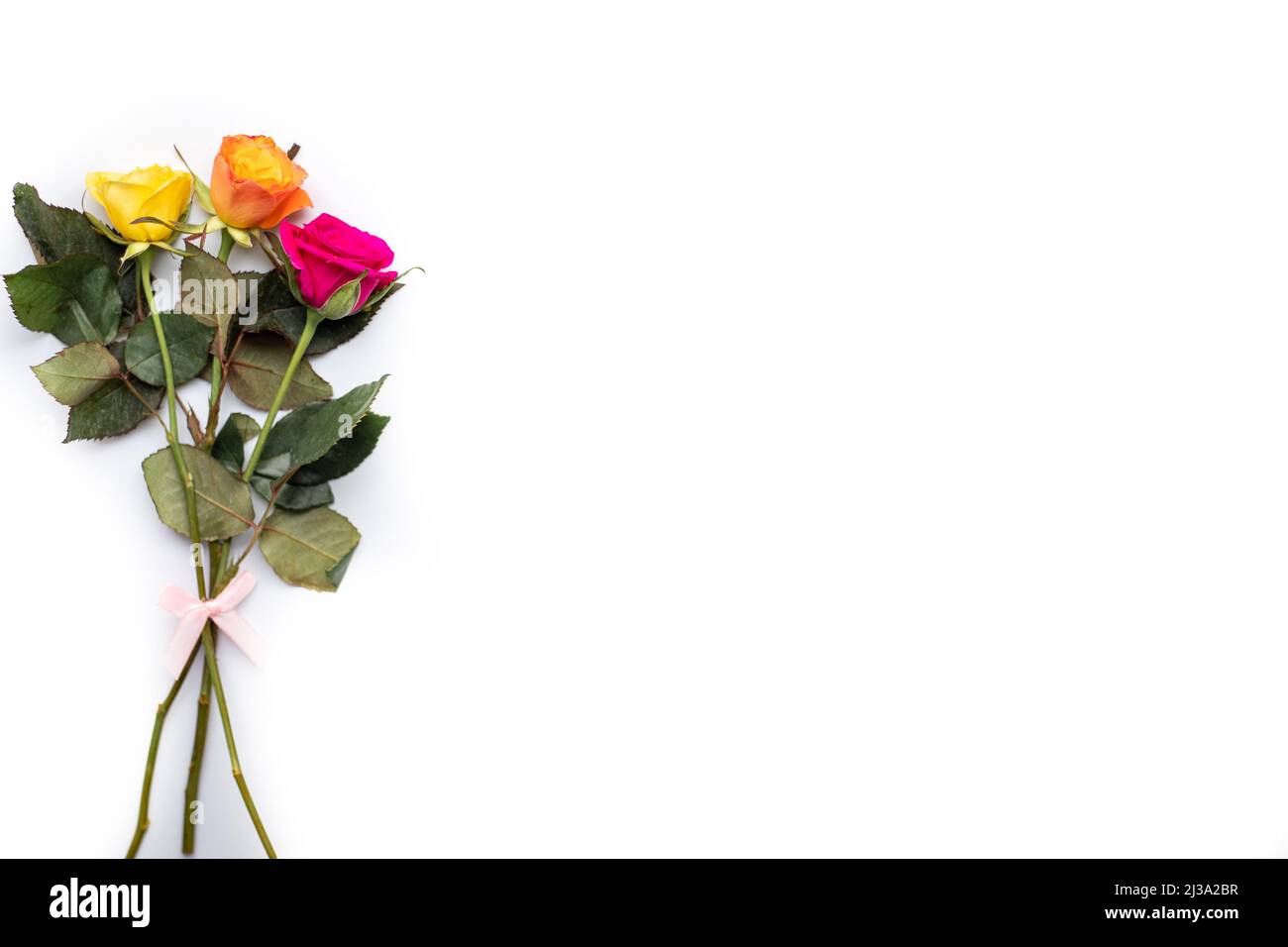 Mehrfarbige Rosen auf weißem Hintergrund. Platz für Text. Stockfoto