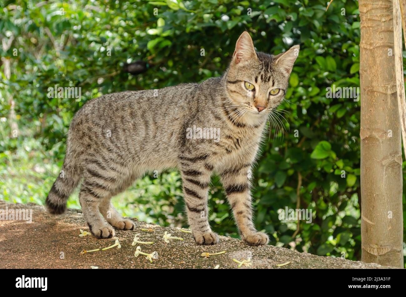 Heimische kurzhaarige Tom Cat Stockfoto