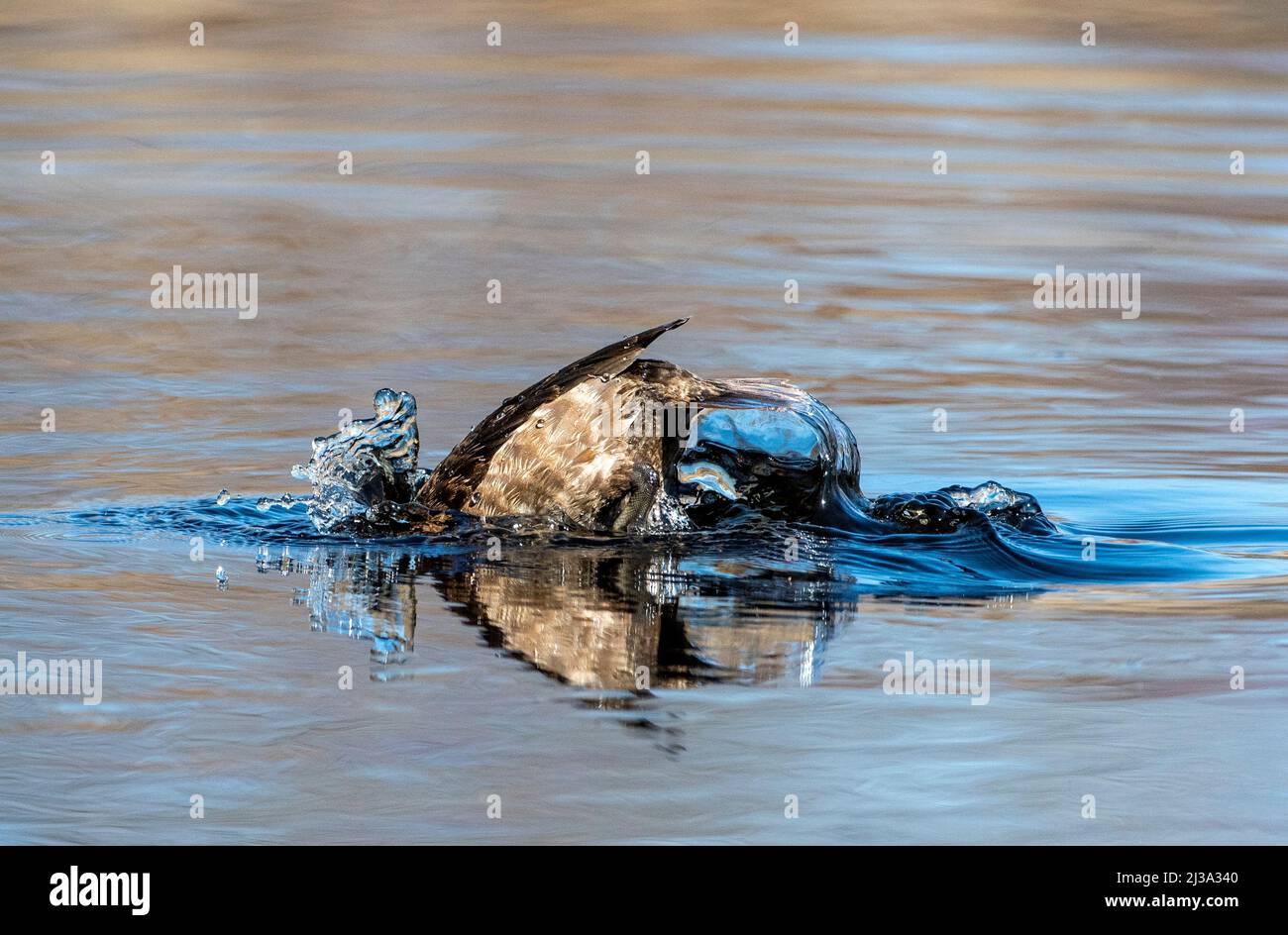 Ententauchen mit Ringhals am Teich Anfang April mit Wasserspritzern Stockfoto