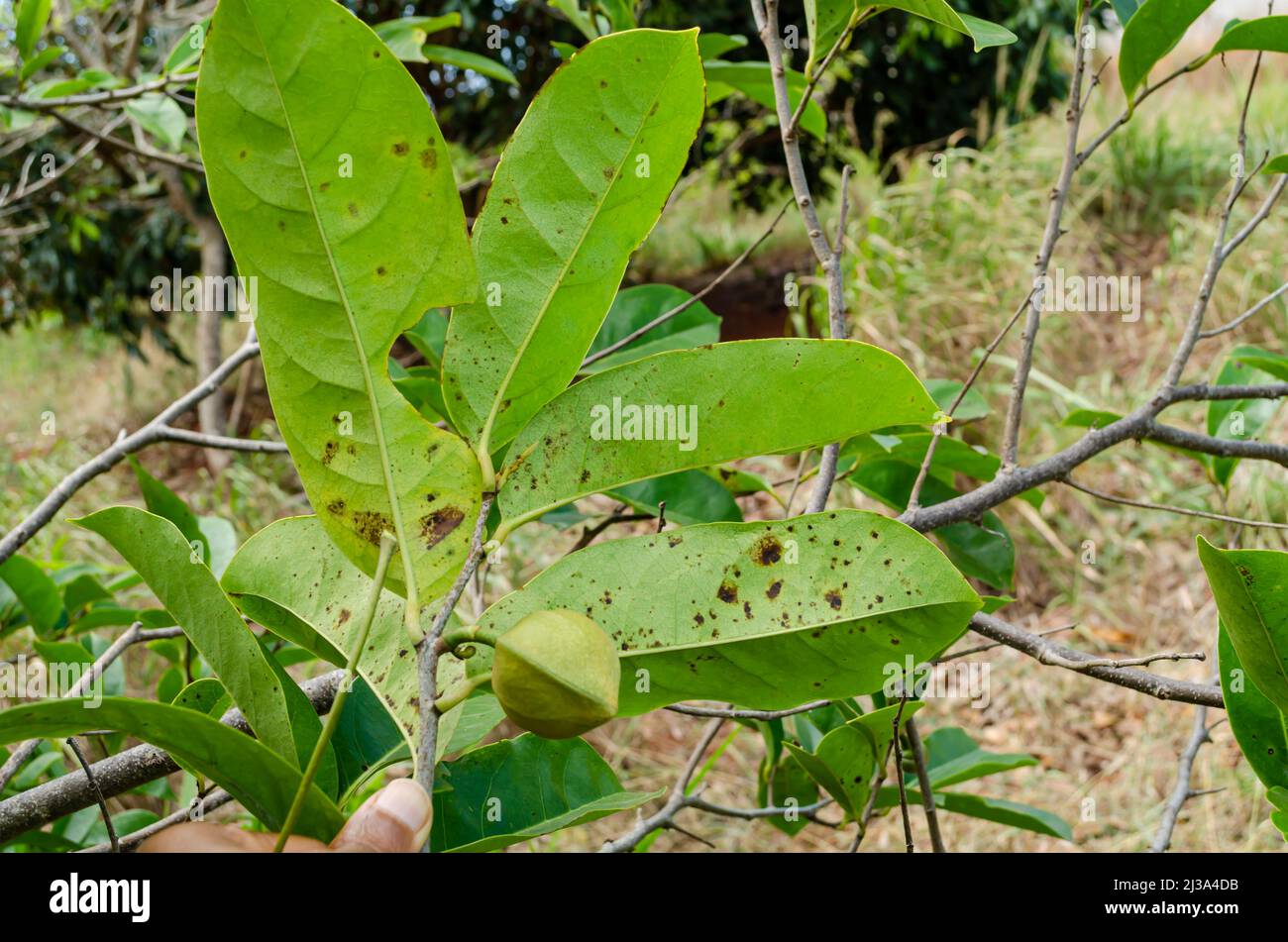 Halten Sie einen kleinen Zweig des Mountain Soursop-Baumes mit grünen Blättern, die mehrere braune Flecken von erbärflicher Größe auf der Rückseite haben. Stockfoto