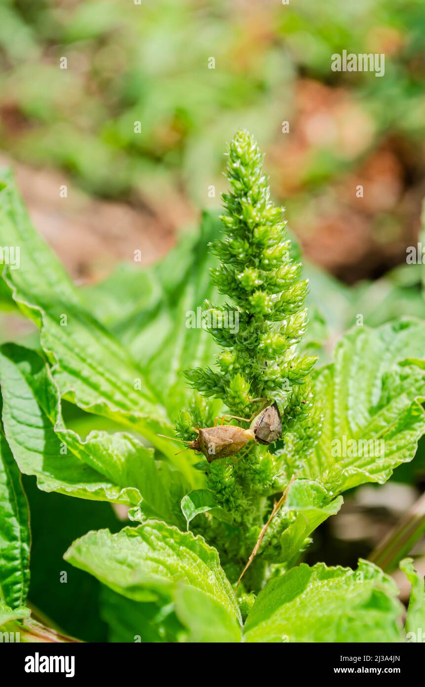 Brauner Stink Bug Auf Amaranth Stockfoto