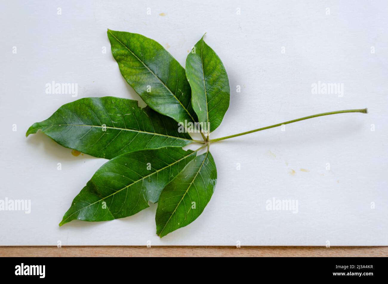Weiße Sapote-Blätter Stockfoto
