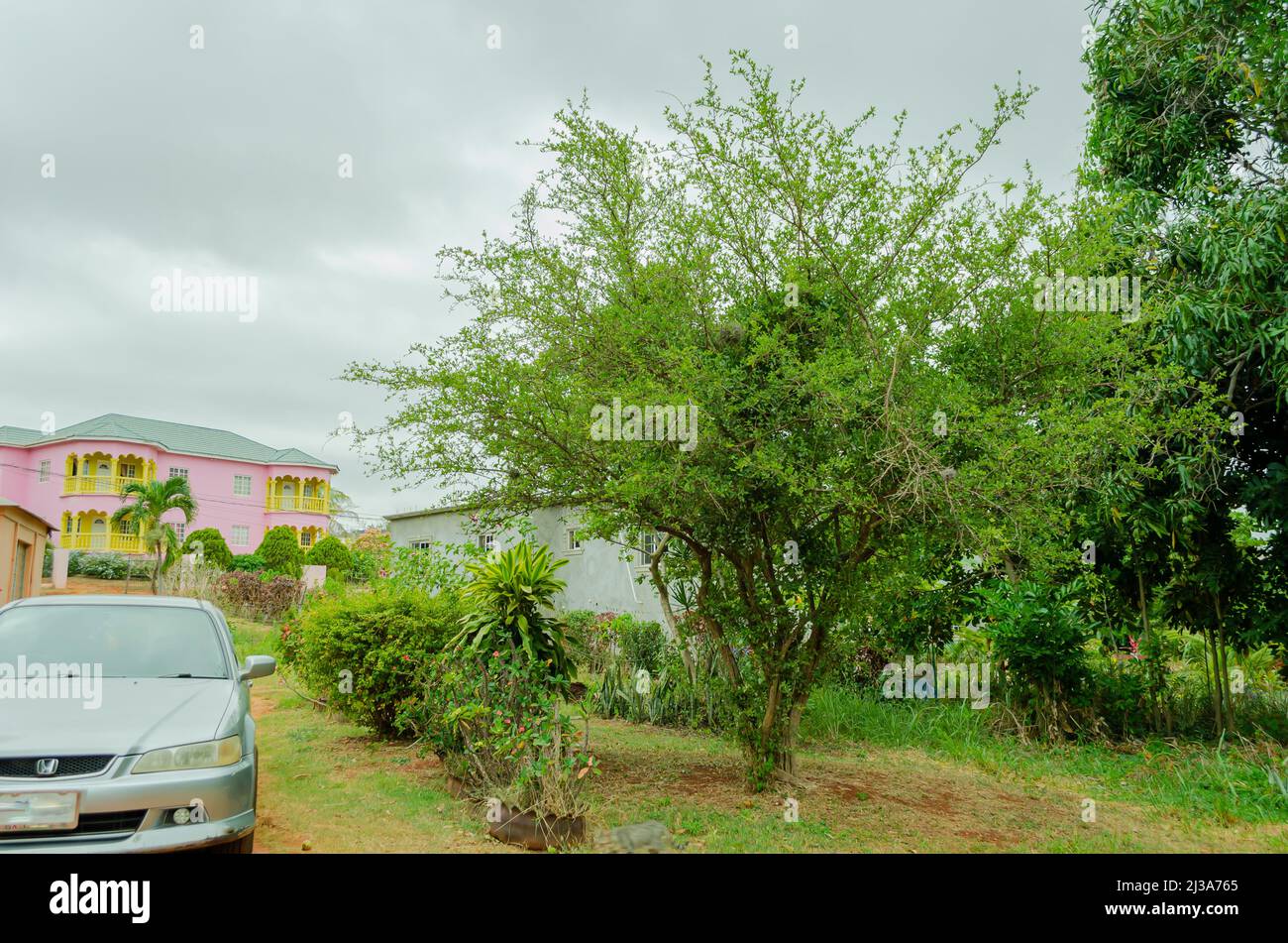 West indian cherry Fotos und Bildmaterial in hoher Auflösung Alamy