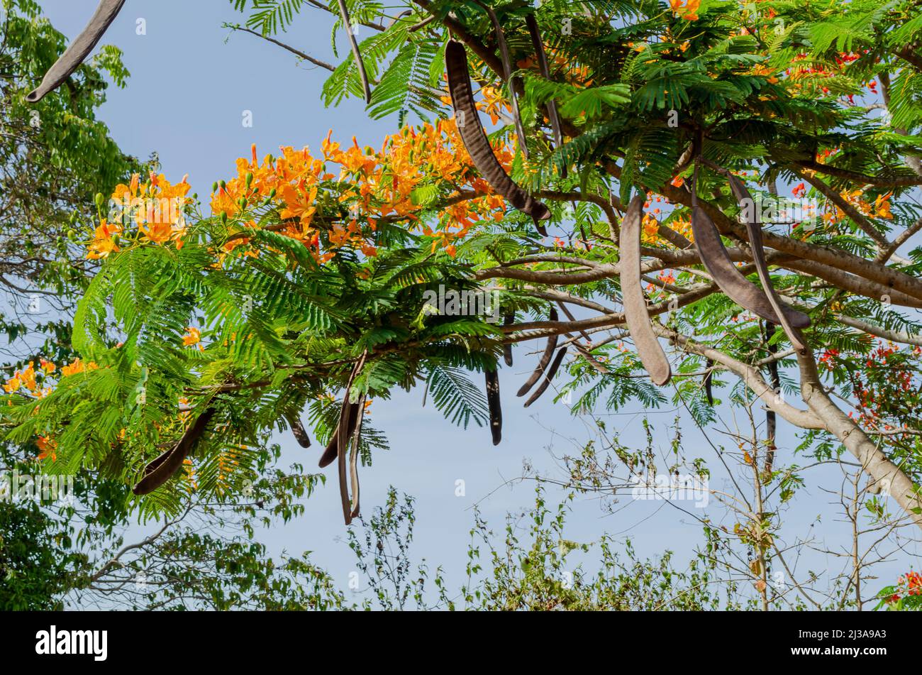 Bean Pods Of Poinciana Tree Stockfoto