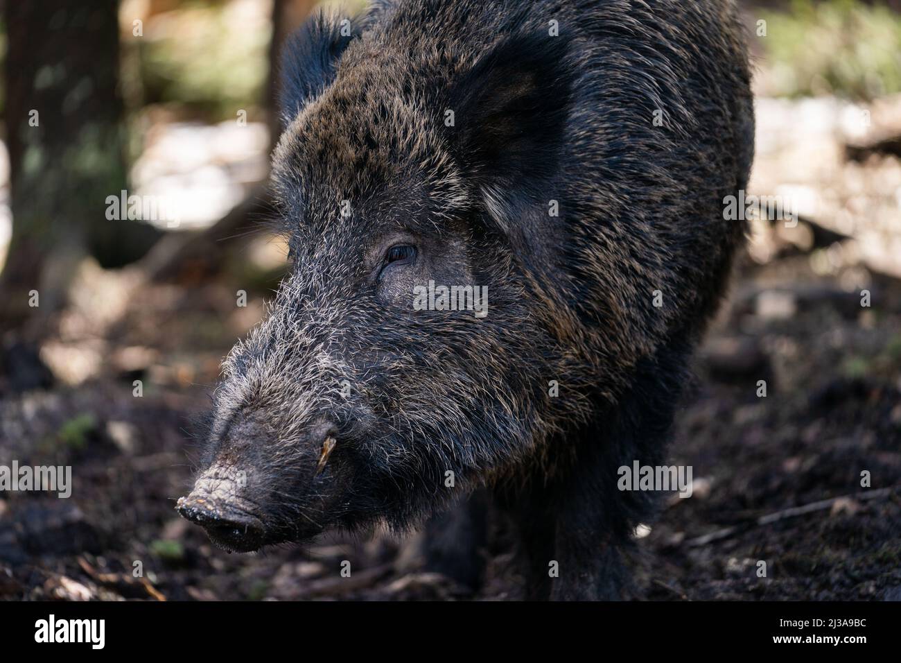 Mehlmeisel, Deutschland. 06. April 2022. Das rund 200kg-wüchsigen Wildschwein „Putin“ steht in seinem Gehege im Wildpark Waldhaus Mehlmeisel. Der Wildschwein „Putin“ soll wegen des russischen Angriffskrieges in der Ukraine in Kürze unbenannt werden. Der Wildpark Waldhaus Mehlmeisel, in dem die Wildschweine leben, sucht durch Online-Voting einen neuen Namen. Die Abstimmung läuft bis Sonntag. Quelle: Nicolas Armer/dpa/Alamy Live News Stockfoto