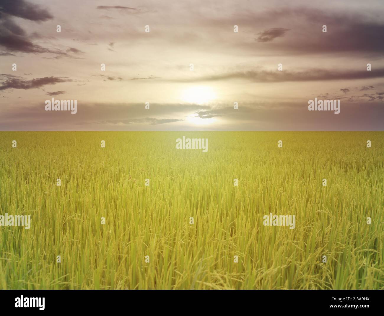 Blick auf die Reisfelder am Morgen mit der aufgehenden Sonne im ländlichen landwirtschaftlichen Bereich. Stockfoto