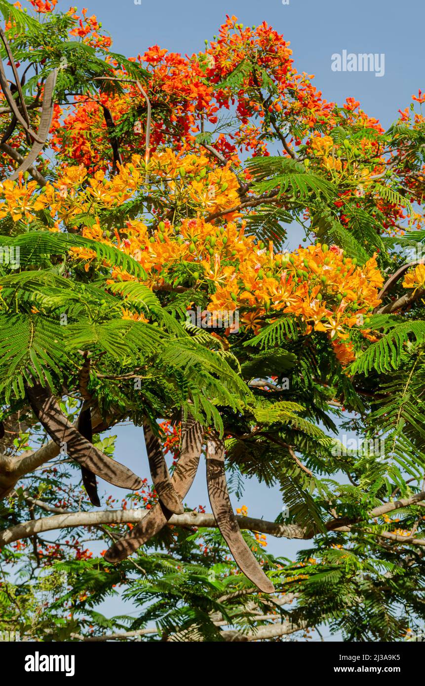 Royal Poinciana Baum Fruchtig Und In Blüte Stockfoto