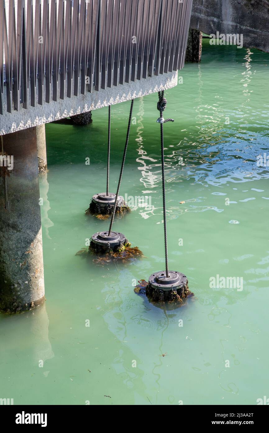 An der Unterseite des Fährbeckens in Auckland, Neuseeland, wurden Seile von Muscheln mit Grünlippen befestigt. Stockfoto