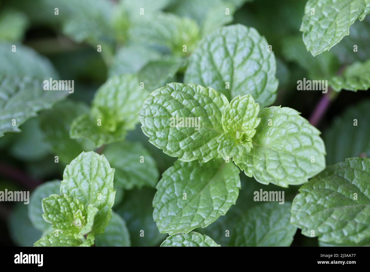 Frische Pfefferminzblatt im Gemüsegarten. Stockfoto