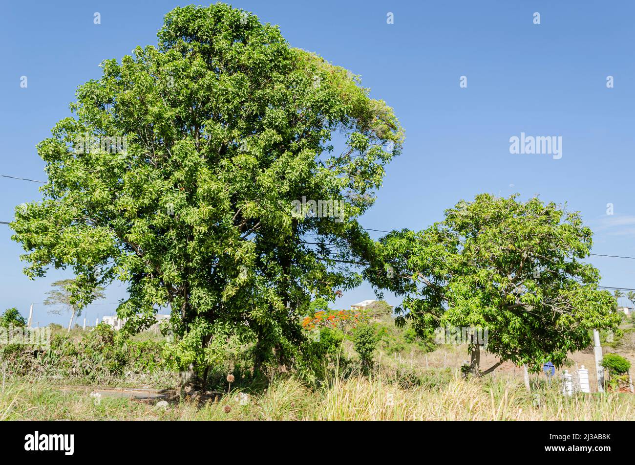 Guinep- Und Mango-Bäume Stockfoto
