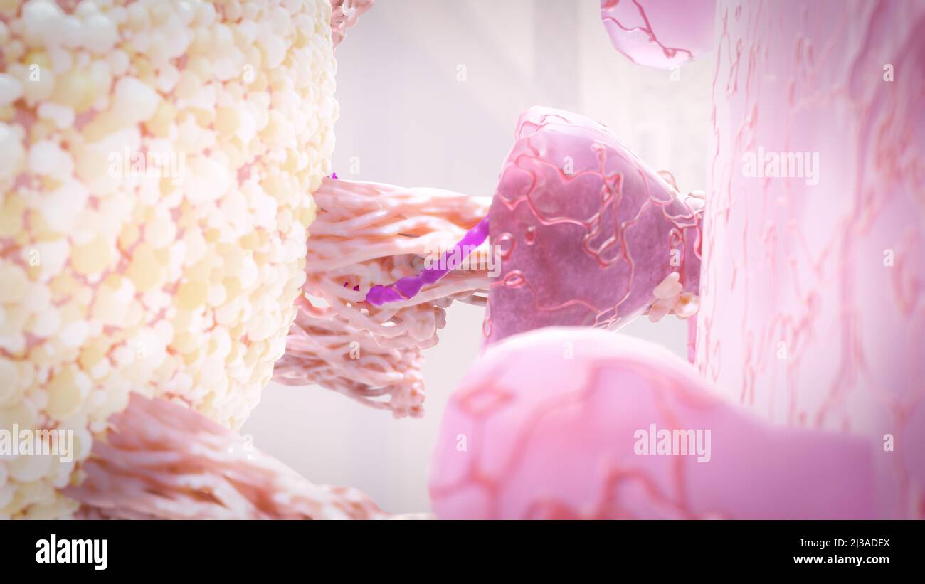Virus, das an den Zellrezeptor gebunden ist und RNA injiziert, Coronavirus-Infektionskonzept covid-19 3D-Rendering Stockfoto