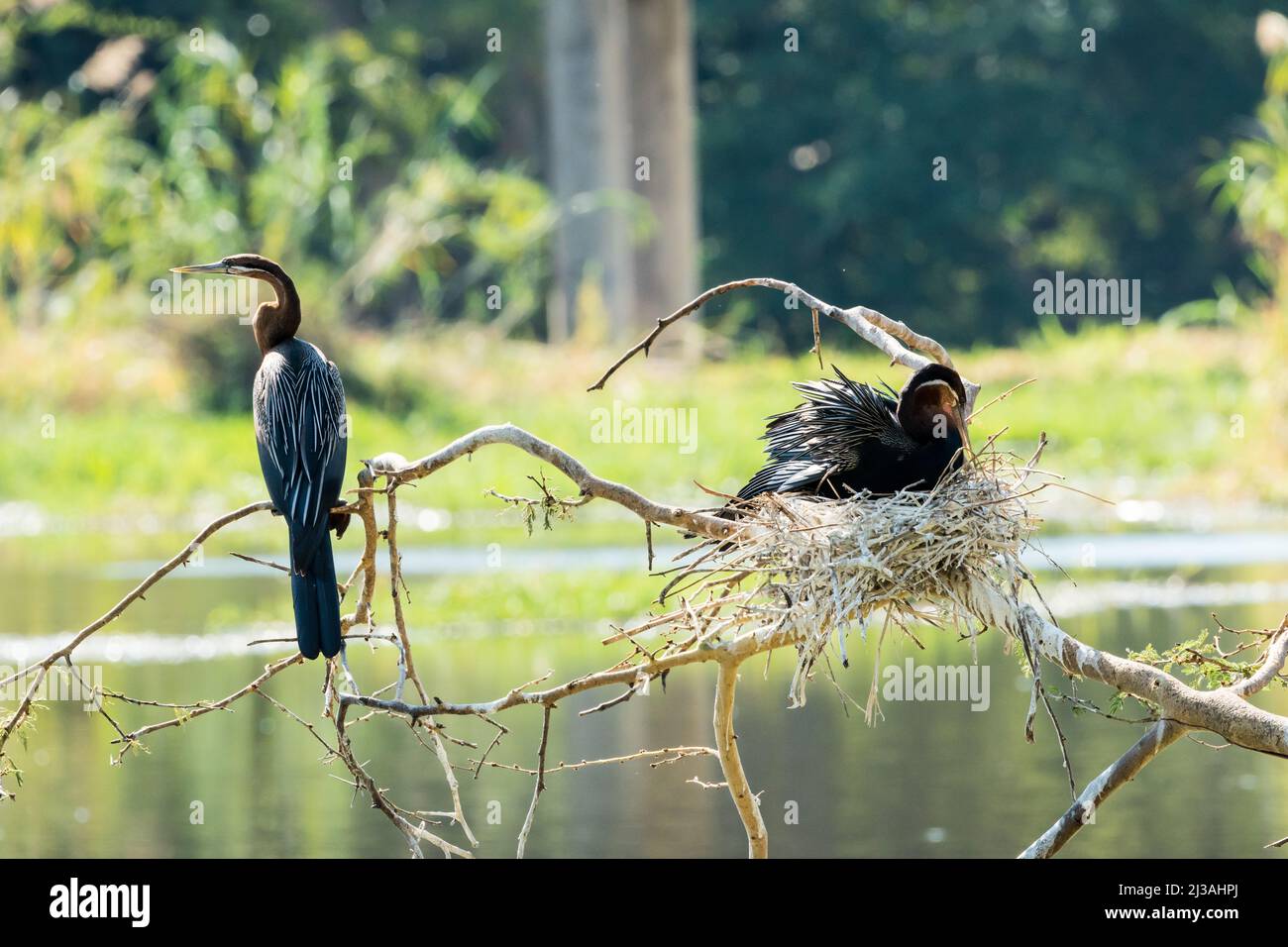 African Darter (Anhinga rufa) oder Schlangenvogelpaar in freier Wildbahn, einer auf einem Ast und ein anderer auf einem Nest in Hazyview, Südafrika Stockfoto