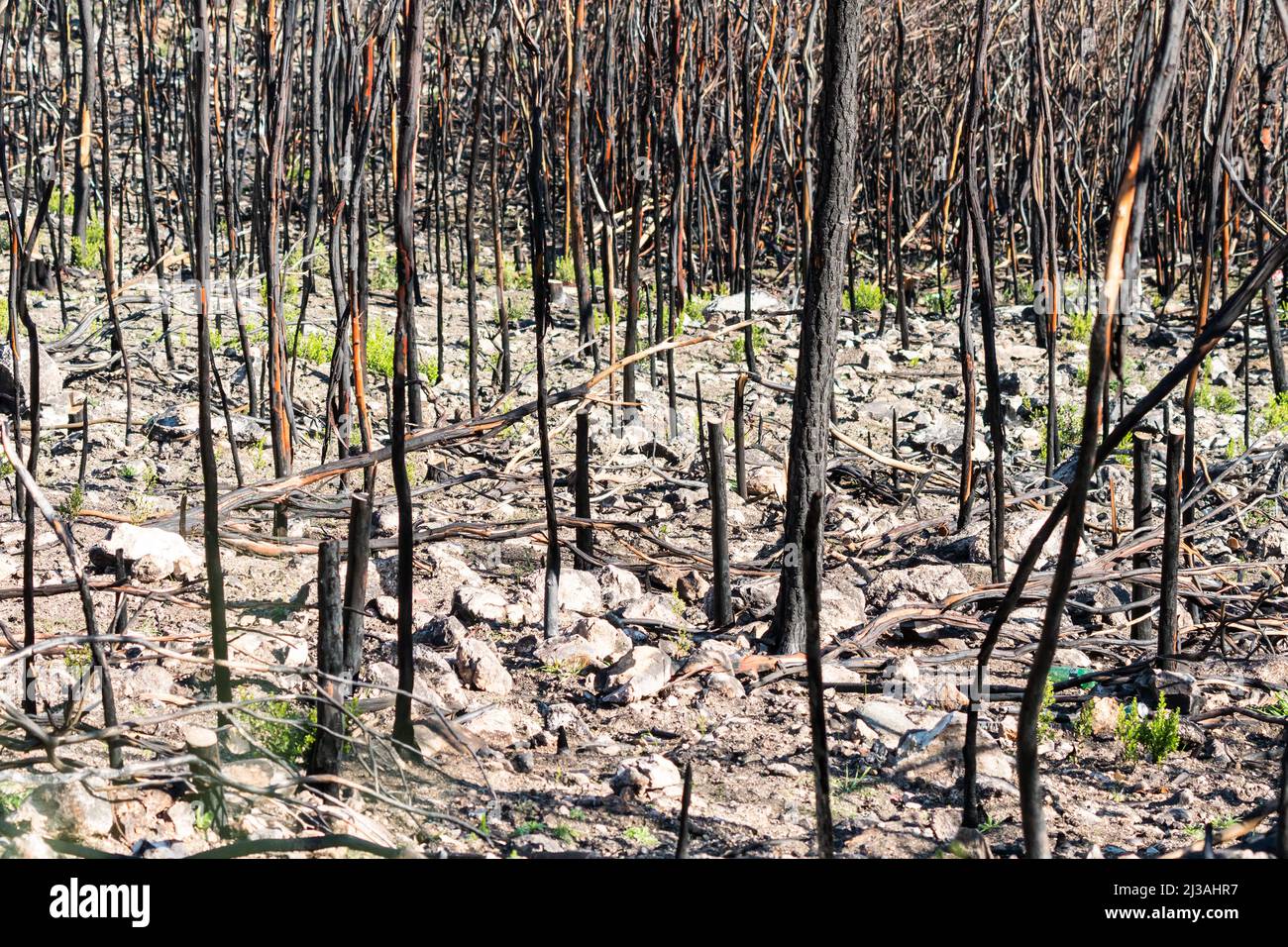 Geschwärzte oder verkohlte verbrannte Baumstämme nach einem wilden Feuer im Naturkonzept abstrakten Natur- und Feuerschaden oder -Zerstörung Stockfoto