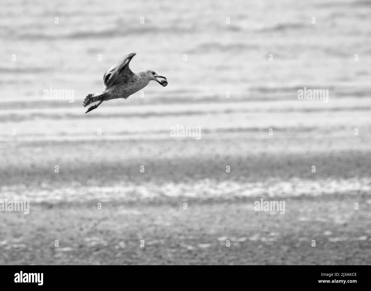 Möwe ernährt sich von einer Schnecke am Meer und lässt die Schnecke auf die Kieselsteine fallen, West Sussex, Großbritannien Stockfoto