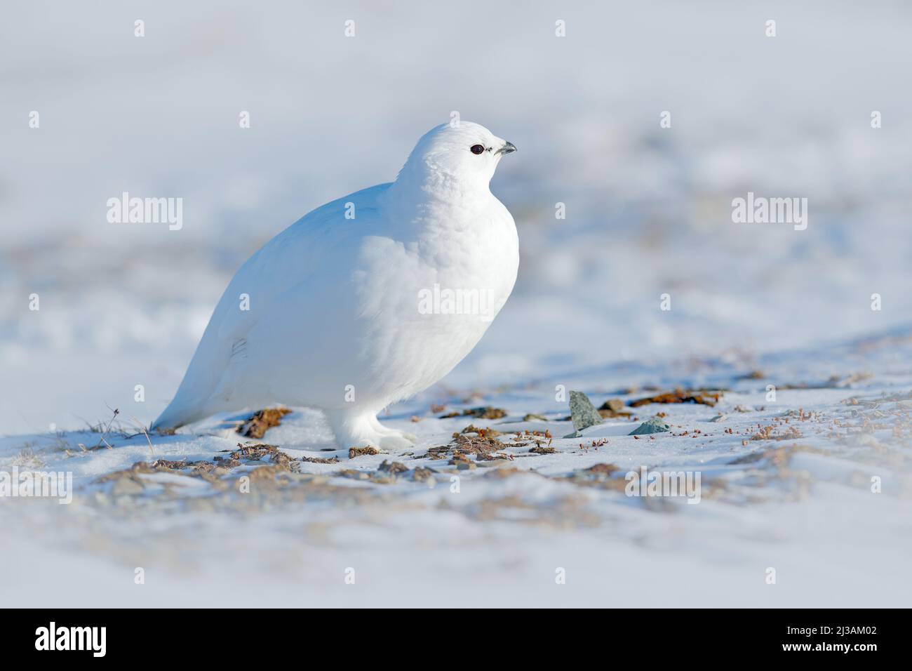 Rock Ptarmigan, Lagopus mutus, weißer Vogel auf Schnee, Norwegen. Kalter Winter, nördlich von Europa. Wildtierszene im Schnee. Weißer Vogel, versteckt in weißem ha Stockfoto