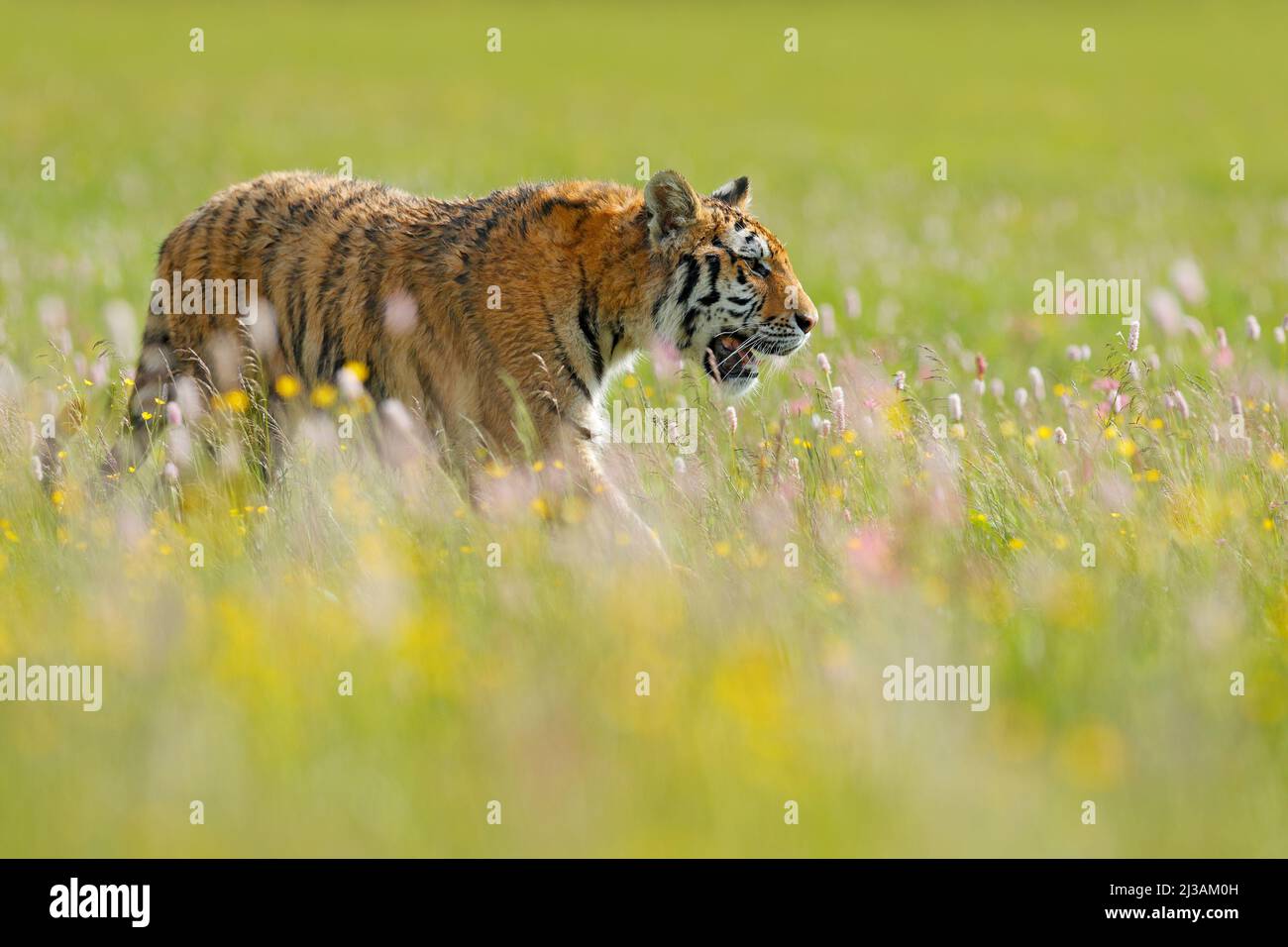 Tiger im Sommer. Blühende Wiese mit Tiger. Tiger mit Ping und gelben und rosa Blüten. Sibirischer Tiger in einem wunderschönen Lebensraum. Amur Wildkatze sitzend ich Stockfoto