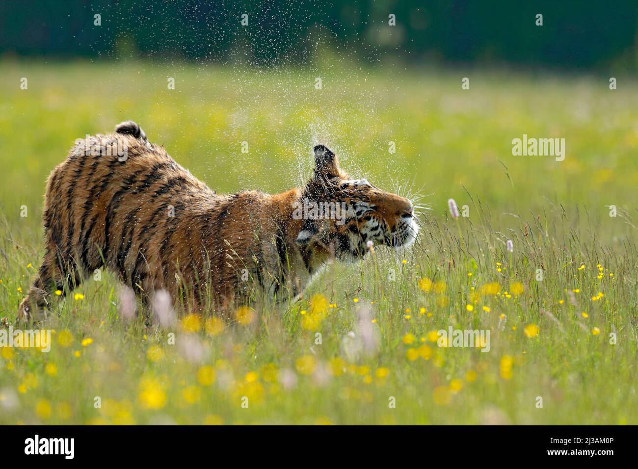 Tiger im Sommer. Blühende Wiese mit Tiger. Tiger mit Ping und gelben und rosa Blüten. Sibirischer Tiger in einem wunderschönen Lebensraum. Amur Wildkatze sitzend ich Stockfoto