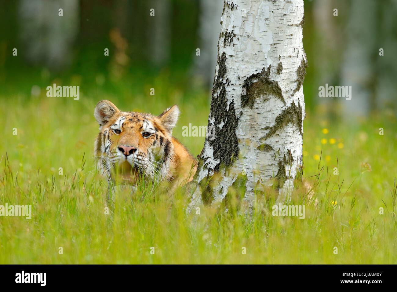 Sommer mit Tiger, versteckt im Gras. Tiger mit rosa und gelben Blüten. Sibirischer Tiger in einem wunderschönen Lebensraum. Amurtiger sitzt im Gras. Geblüht Stockfoto