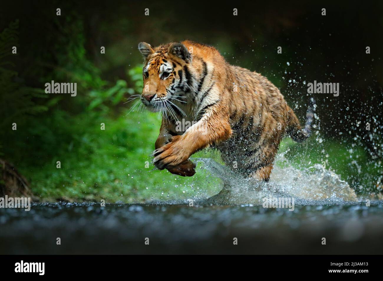 Tiger läuft im Wasser. Gefahr Tier, tajga in Russland. Tier im Waldbach. Grauer Stein, Flußtropfen. Tiger mit Spritzwasser. Handeln Stockfoto