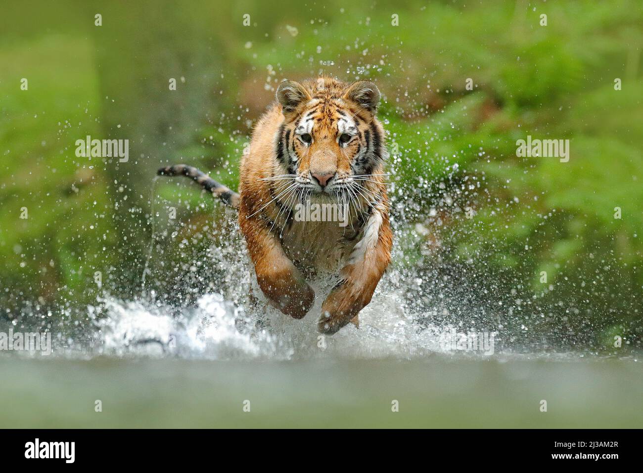 Sibirischer Tiger, Panthera tigris altaica, Low-Angle-Foto direkte Gesichtsansicht, läuft im Wasser direkt an die Kamera mit Wasser spritzt herum. Angriff Stockfoto