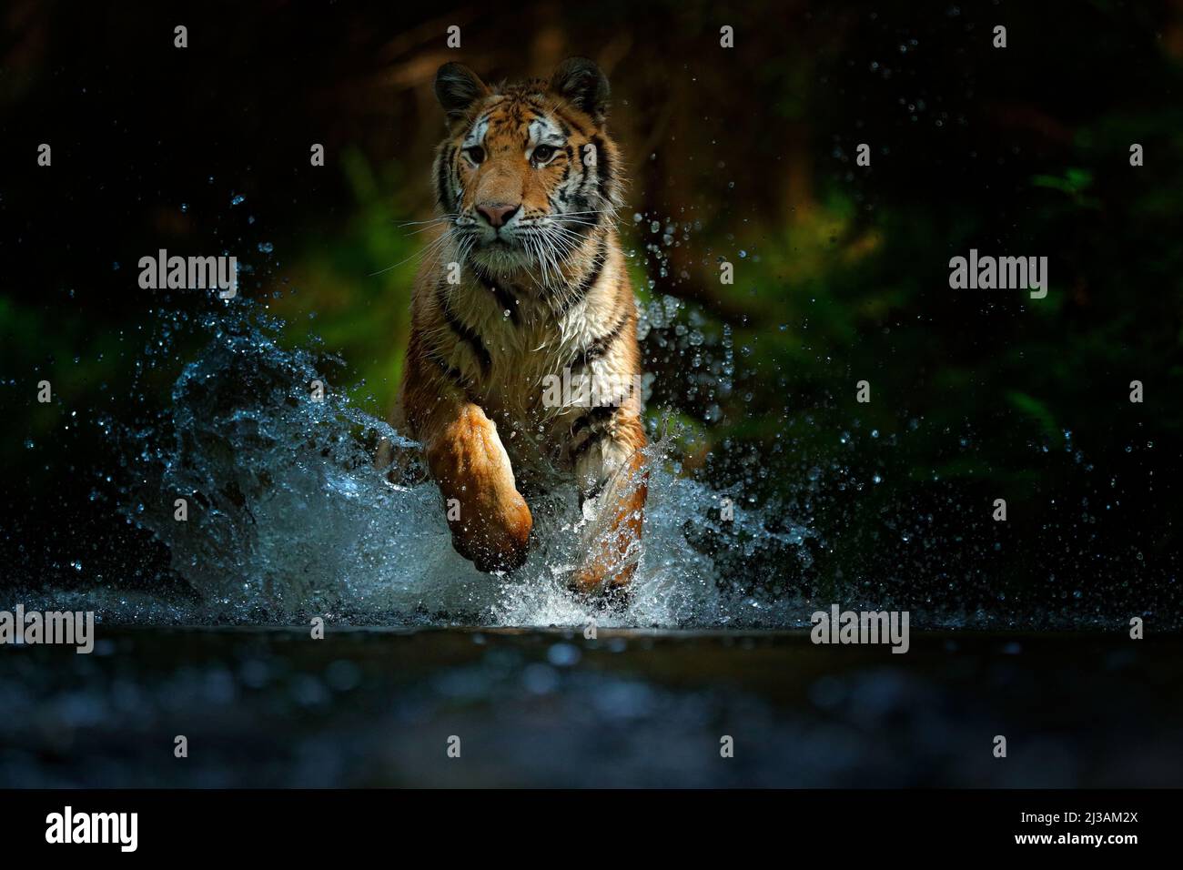 Aggression, aggressiv, Wut, wütend, Tier, asien, Beast, beautiful, beauty, bengal, Groß, gefangen, Fleischfresser, Katze, china, Nahaufnahme, Nahaufnahme, Gefahr, Exp Stockfoto